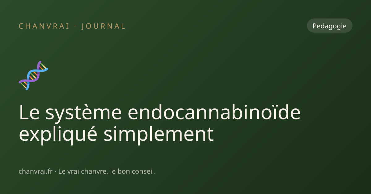 Le système endocannabinoïde expliqué simplement